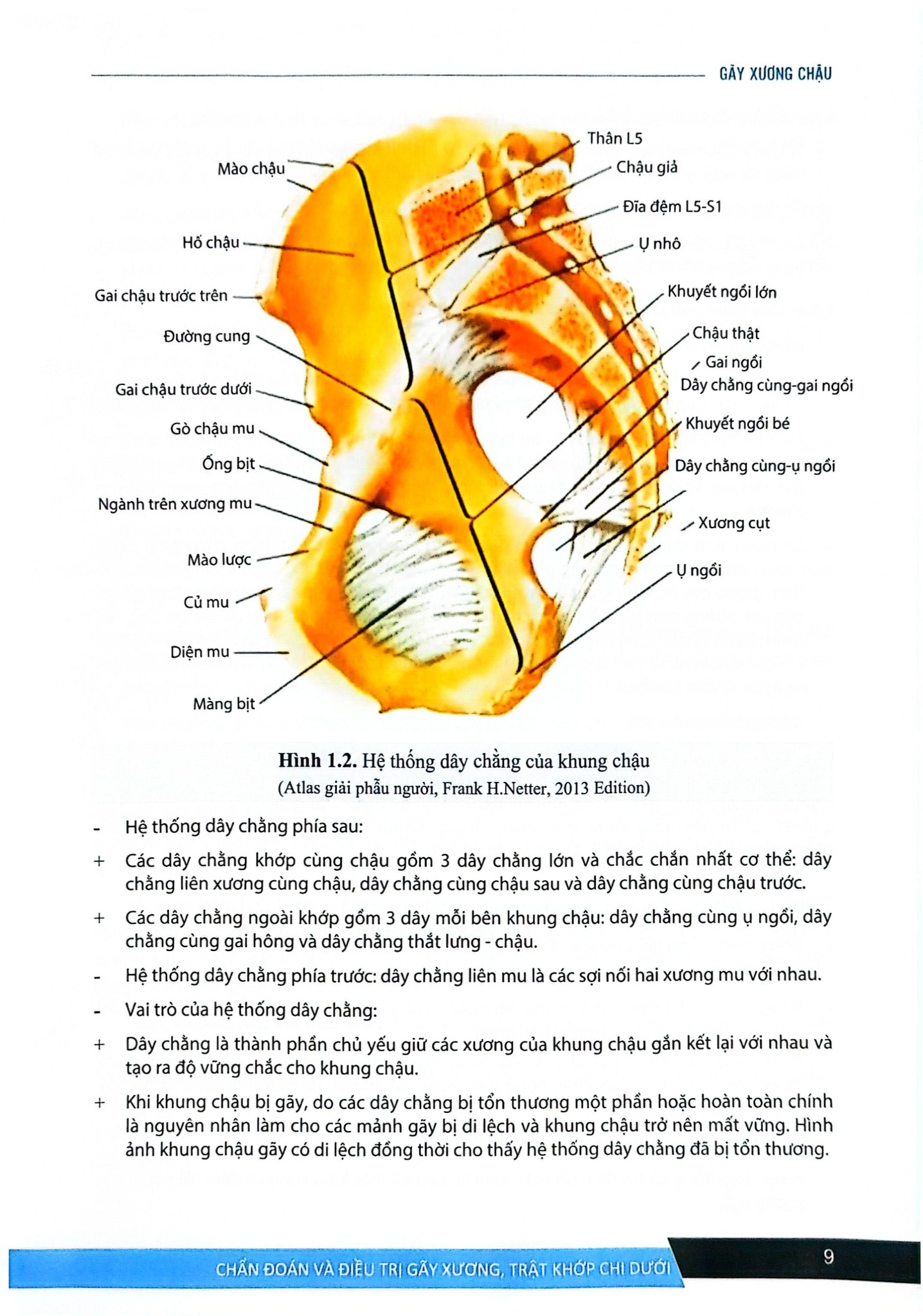 Chẩn Đoán Và Điều Trị Gãy Xương Trật Khớp Chi Dưới (SĐH) - ĐH Y Hà Nội, GS.TS Trần Trung Dũng