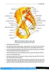 Chẩn Đoán Và Điều Trị Gãy Xương Trật Khớp Chi Dưới (SĐH) - ĐH Y Hà Nội, GS.TS Trần Trung Dũng