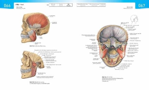  Sobotta Atlas Giải Phẫu Cơ Thể Người - Sobotta 