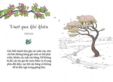  Sống Như Những Cái Cây - Những Bài Học Nhỏ Để Có Nguồn Hạnh Phúc Bất Tận - Liz Marvin, Annie Davidson 