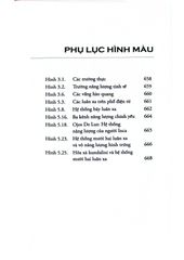 The Subtle Body - Bách Khoa Thư Về Giải Phẫu Năng Lượng - Cyndi Dale