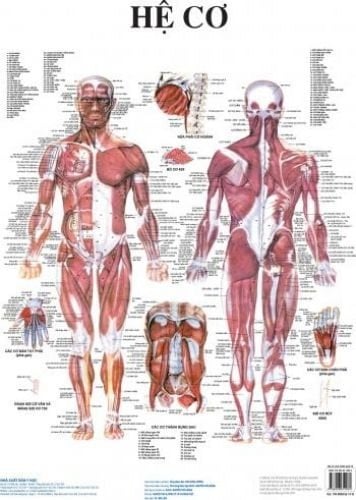 Tranh Giải Phẫu (13 Tờ) - GS. Nguyễn Quang Quyền