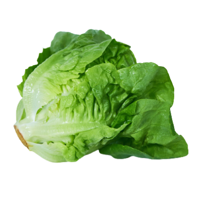  Xà lách romaine 