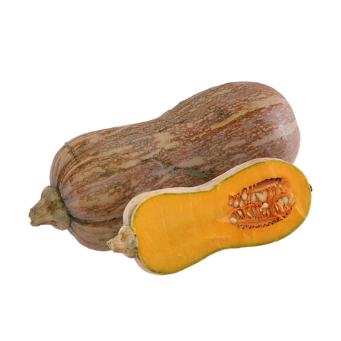  Bí đỏ hữu cơ 
