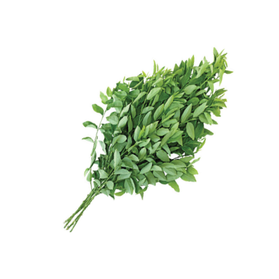  Rau ngót hữu cơ - CU841314 