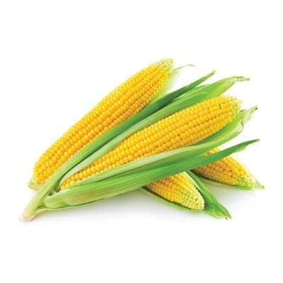  Bắp  (ngọt) hữu cơ - CU841314 