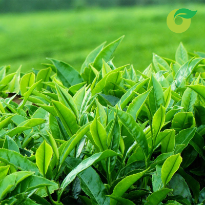  Trà xanh hữu cơ Fìn Hò 100g 