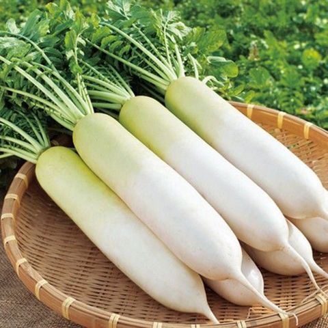  Củ cải trắng 