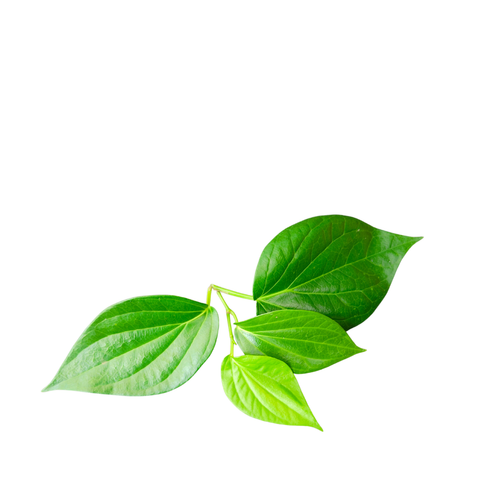  Lá lốt hữu cơ - CU841314 