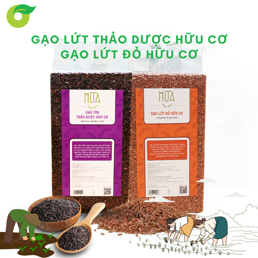 Gạo lứt - Nguồn dinh dưỡng vượt trội cho sức khỏe của bạn