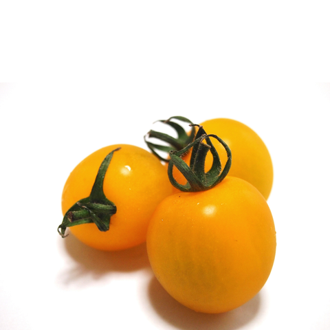  Cà chua bi cherry vàng 