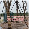 bao-tai-quan-bau-cay-cong-trinh