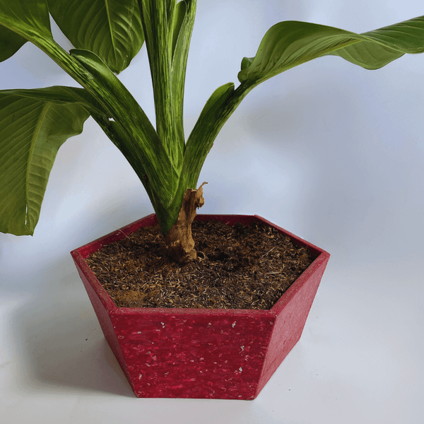 Chậu cây từ nhựa tái chế của công ty Thanh Tùng 2.