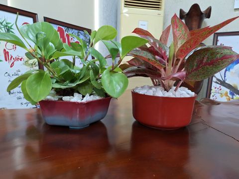 Chậu cây mini nhựa tái chế