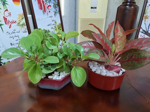 chậu cây từ nhựa tái chế