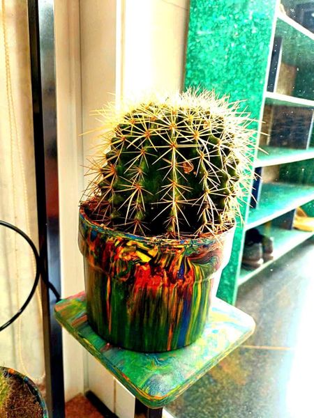 Chậu cây nhựa tái chế