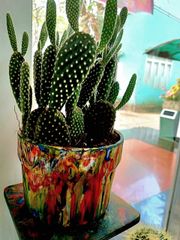 Chậu cây nhựa tái chế