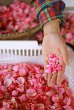  Trà Hồng Cổ Bạch Trà 