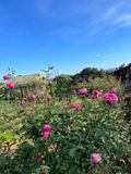  Trà Hồng Cổ Nguyên Hoa 