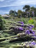  Hydrosol Lavender 
