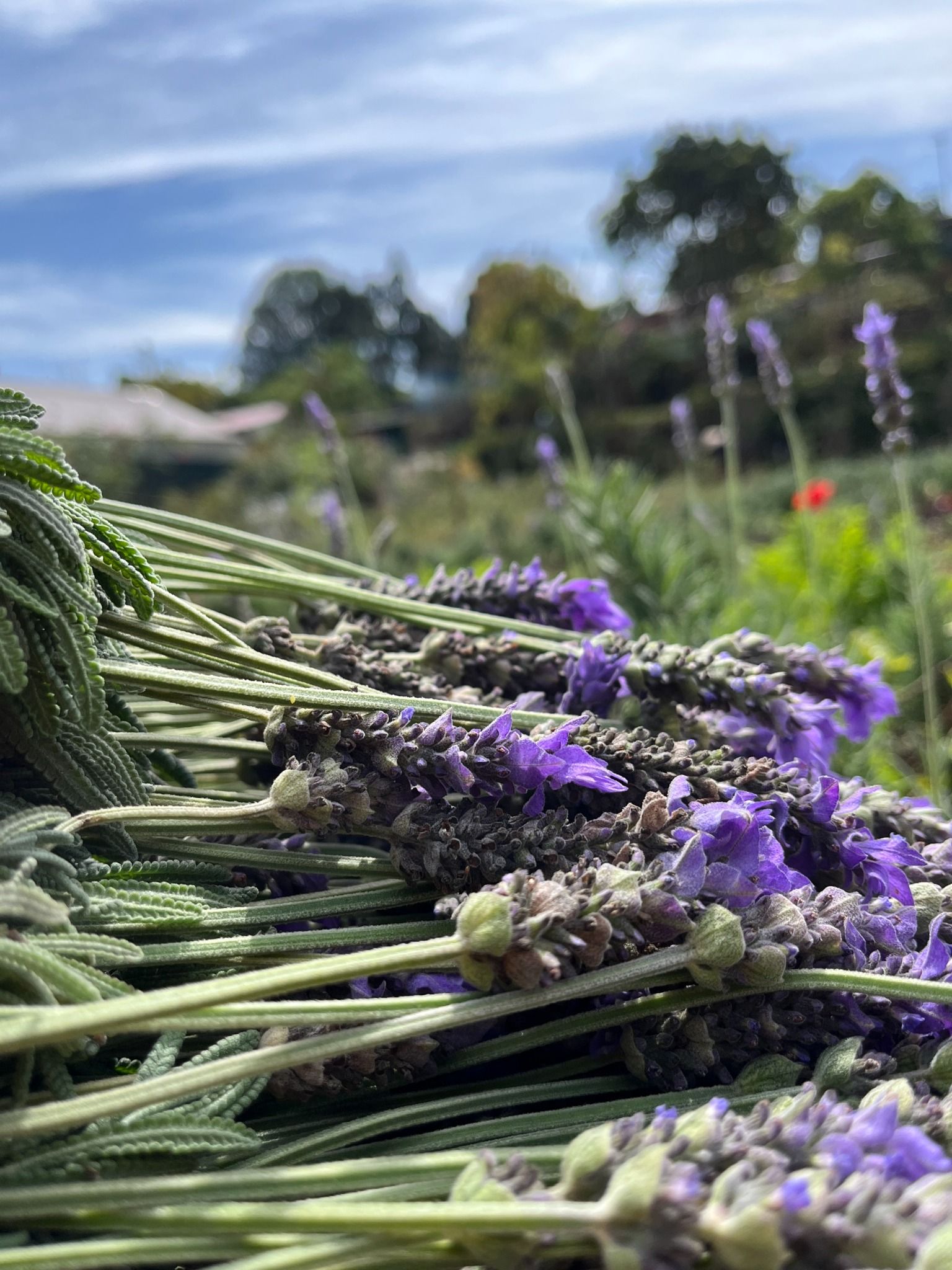  Hydrosol Lavender 
