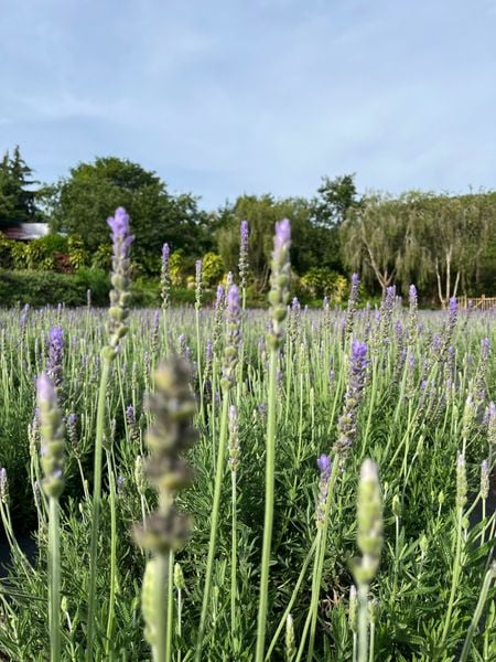  Tinh Dầu Oải Hương (Lavender) 