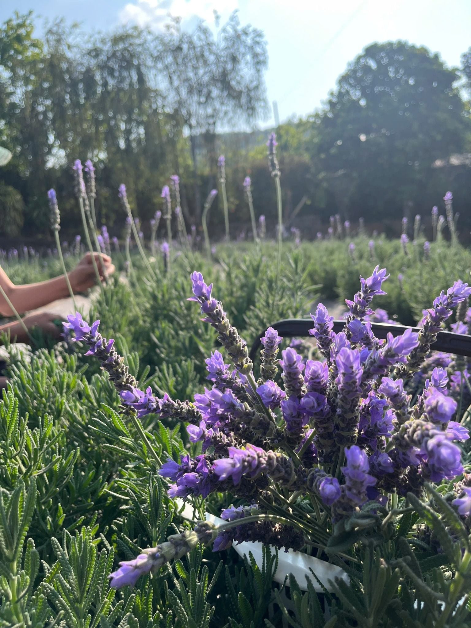  Tinh Dầu Oải Hương (Lavender) 