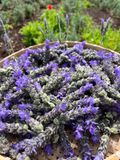  Trà Oải hương (Lavender) 