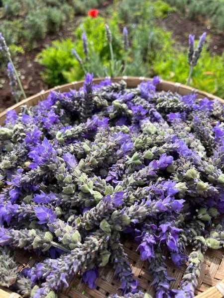  Trà Oải hương (Lavender) 