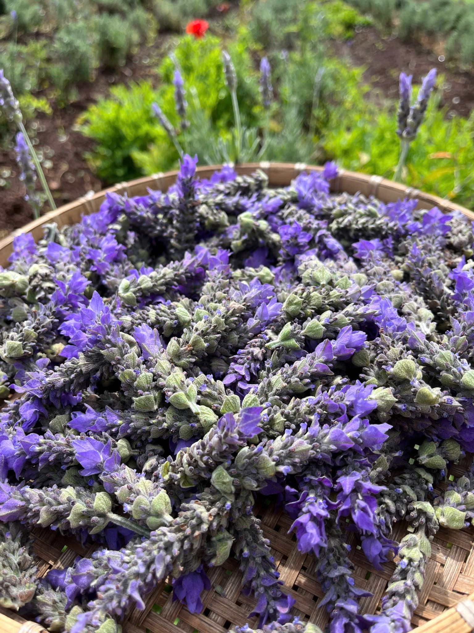  Trà Oải hương (Lavender) 