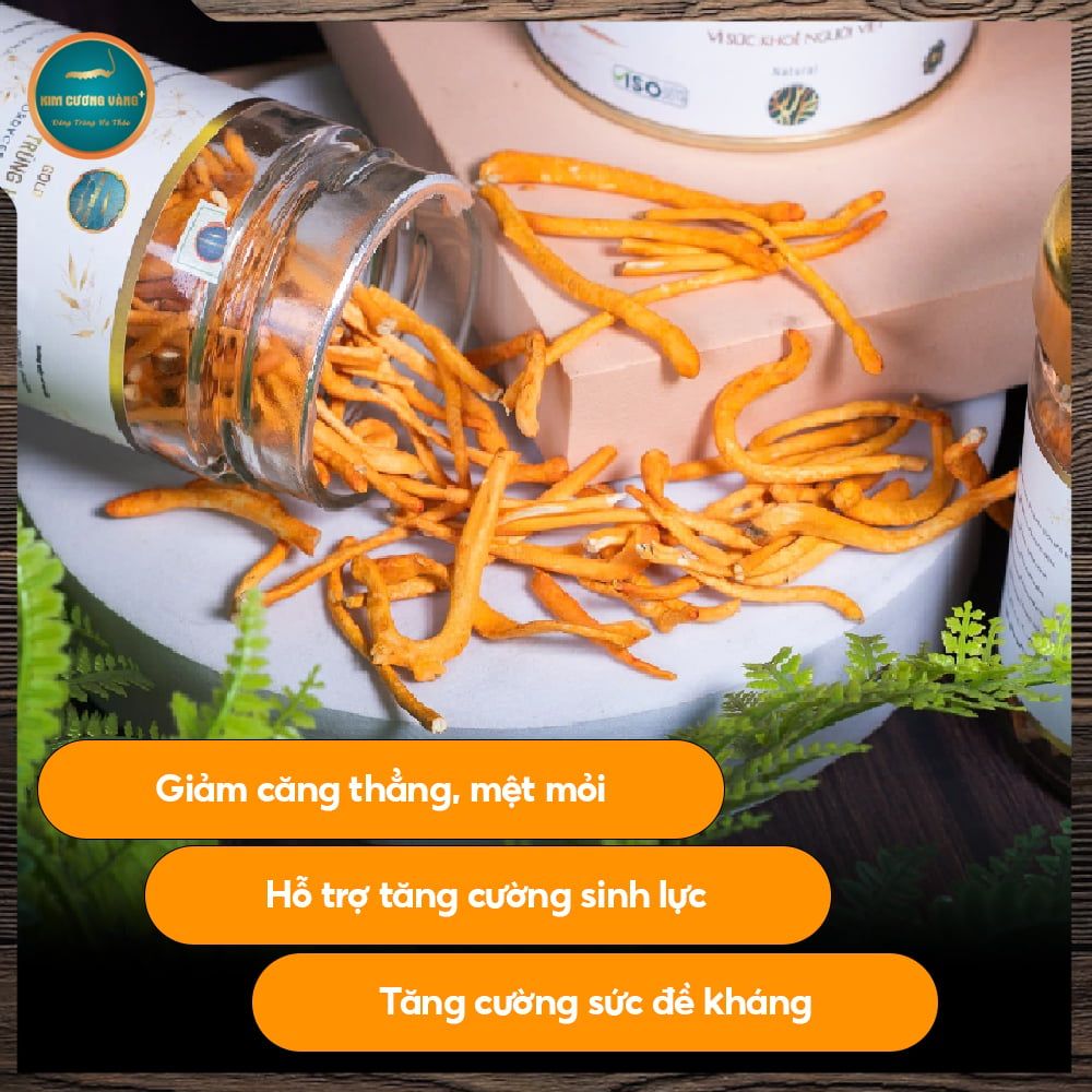 [Mua 3 Tặng 1] Đông Trùng Hạ Thảo Gold 10g
