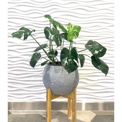  [ SET ] Cây Monstera + Chậu composite eGreen H27 cm 