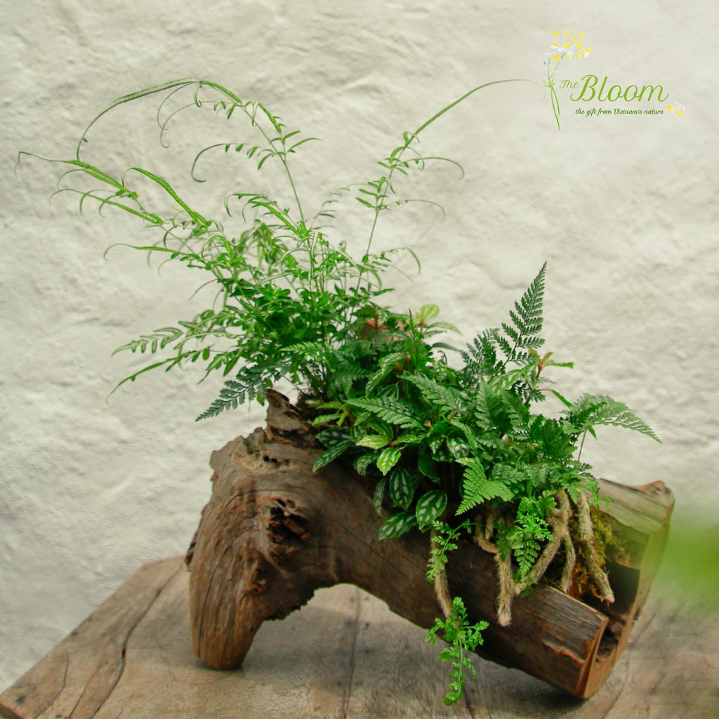 Xanh 7 - Dương xỉ Lữ phụng tiên