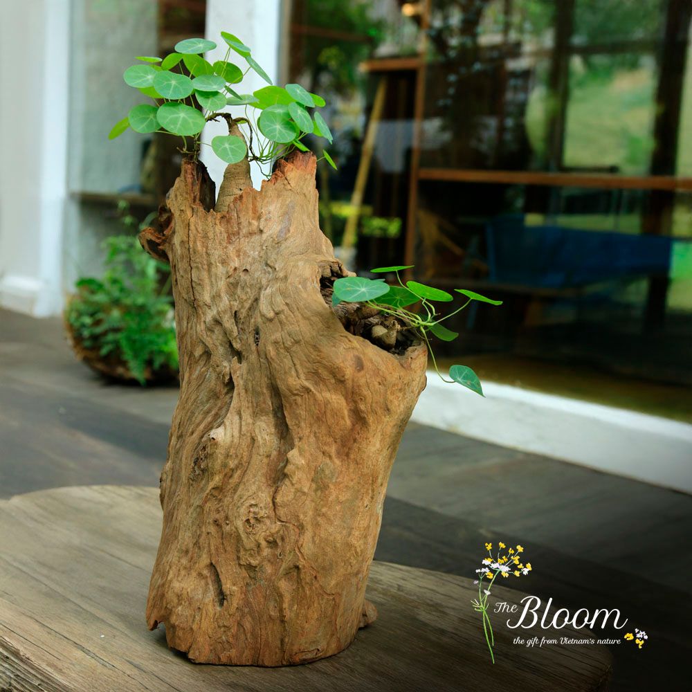 Xanh 2 - Củ Bình Vôi
