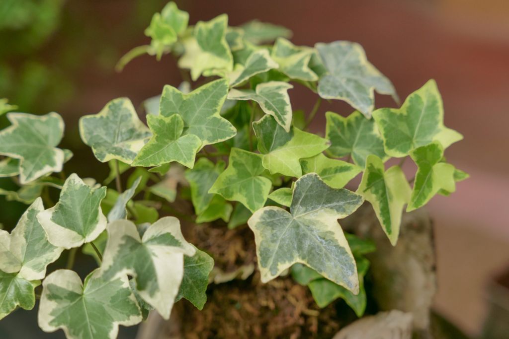 Xanh 4 - Thường xuân