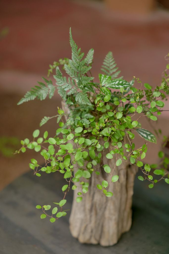 Xanh 12 - Hổ nhĩ trắng