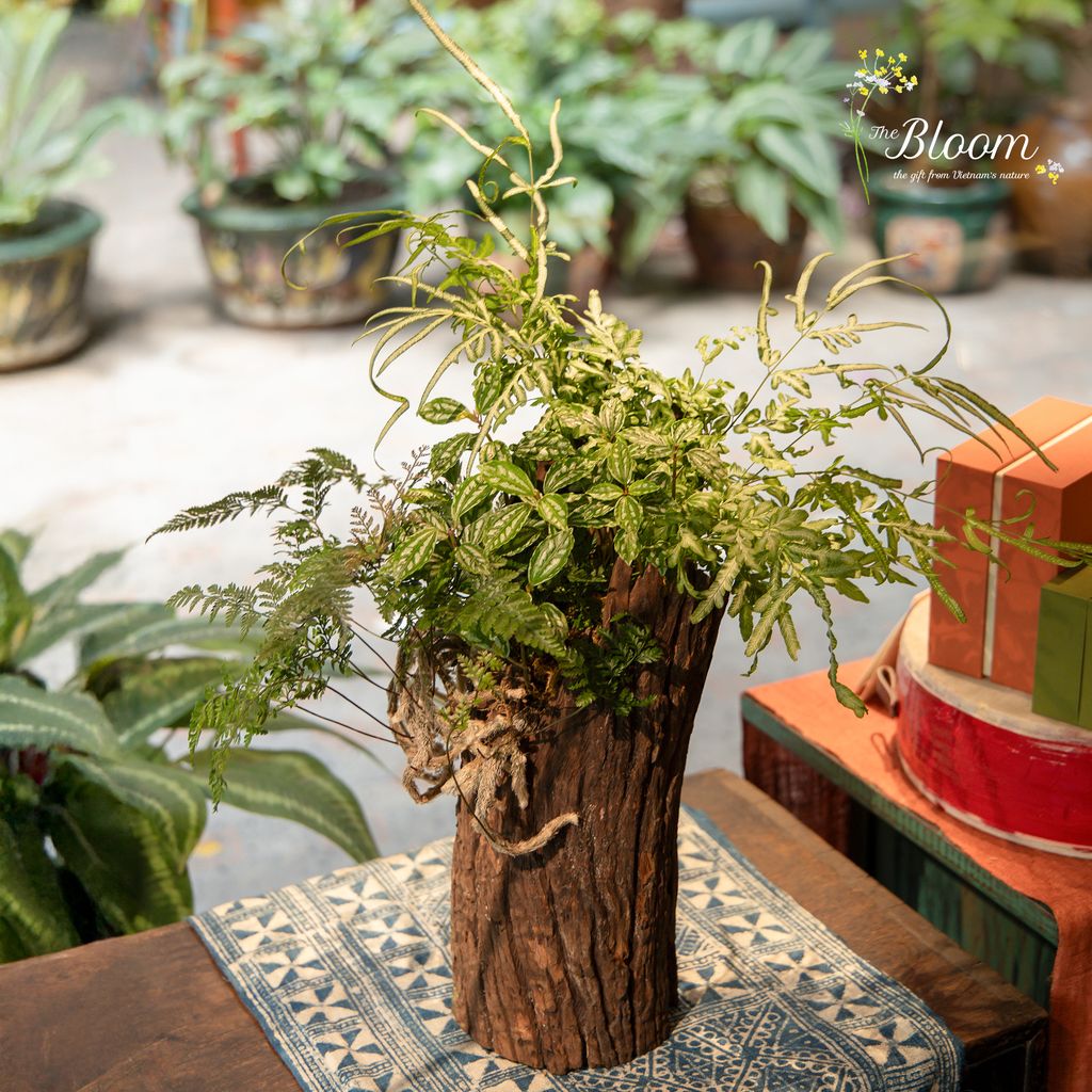 Xanh 12 - Dương xỉ Lữ phụng tiên