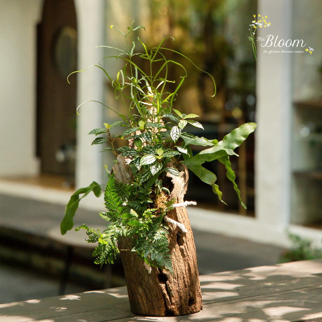 Xanh 13 - Dương xỉ Lữ phụng tiên