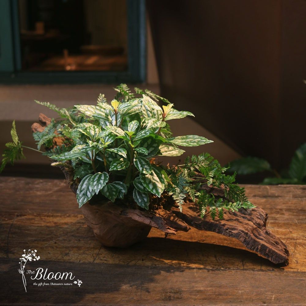 Xanh 13 - Hổ nhĩ trắng