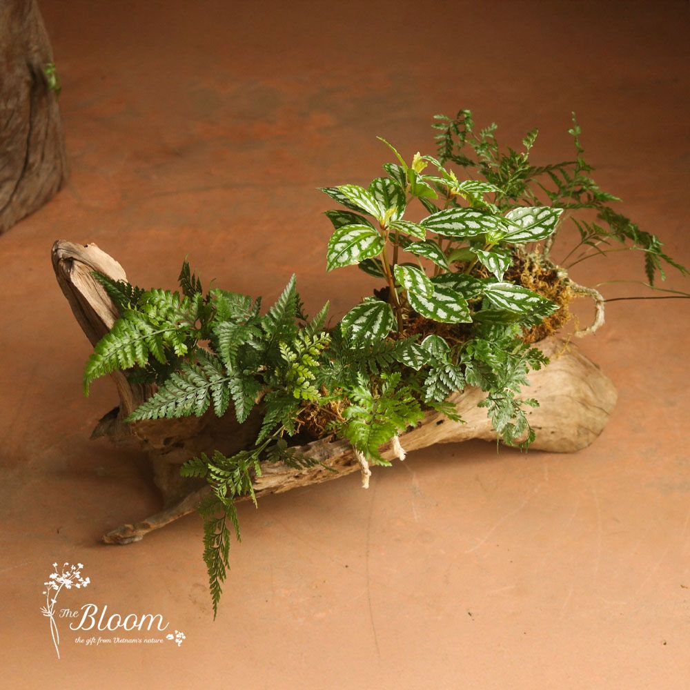 Xanh 14 - Hổ nhĩ trắng