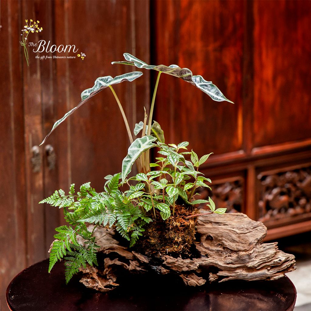 Xanh 15 - Môn Quan âm