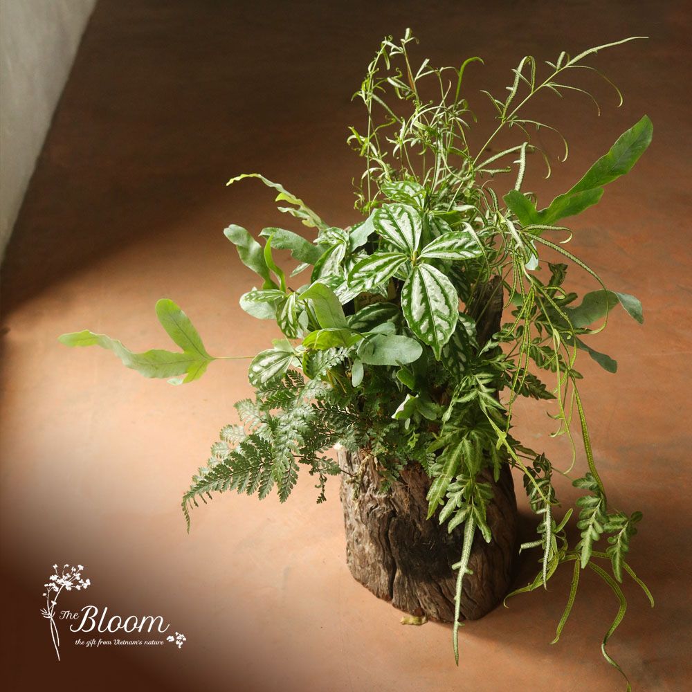 Xanh 16 - Dương xỉ Lữ phụng tiên