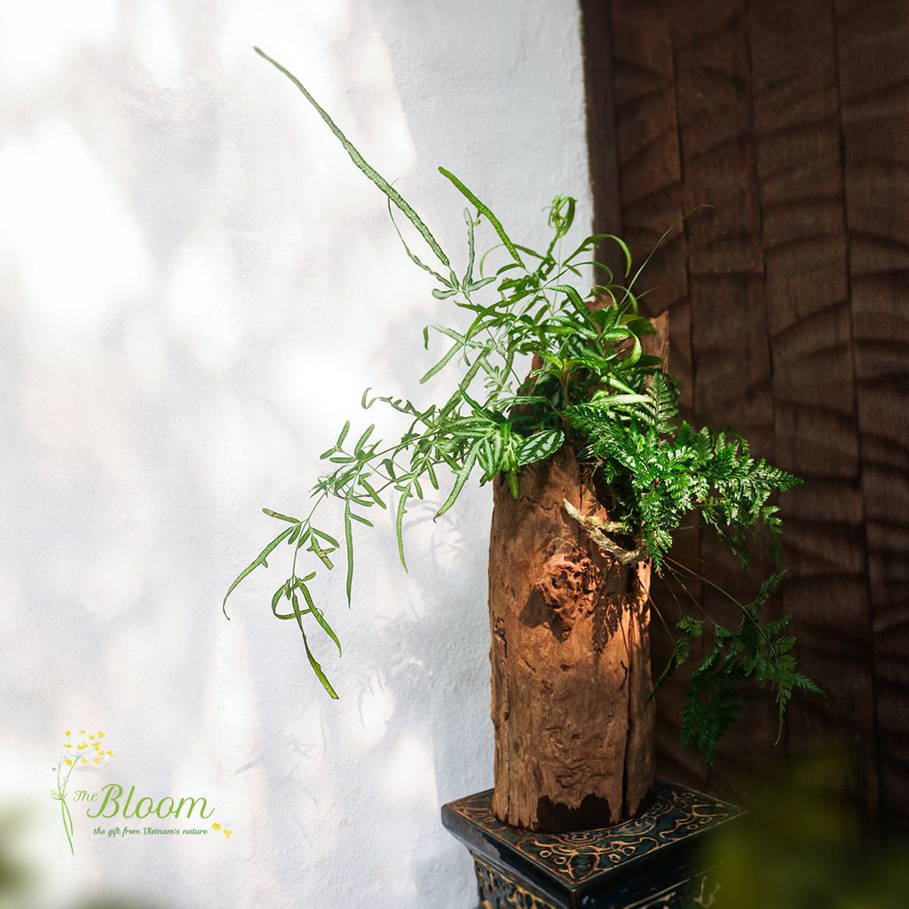 Xanh 18 - Dương xỉ Lữ phụng tiên