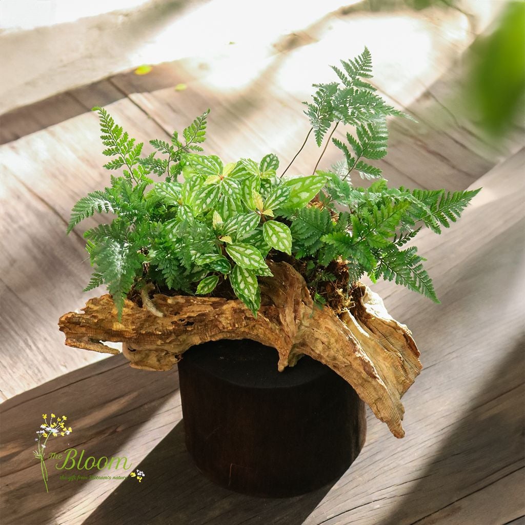 Xanh 18 - Hổ nhĩ trắng