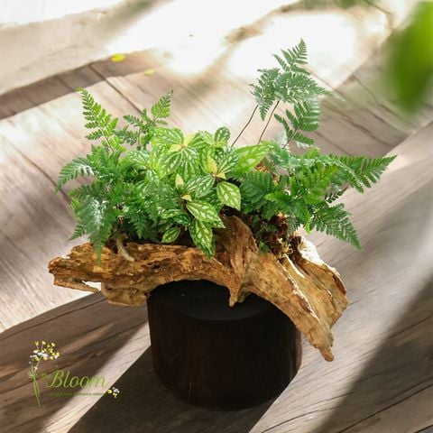 Xanh 18 - Hổ nhĩ trắng