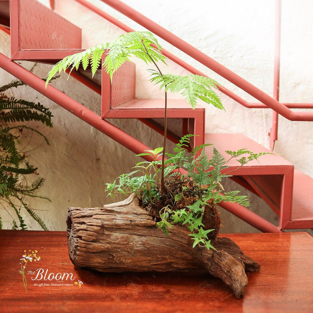 Xanh 24 - Dương xỉ Culi