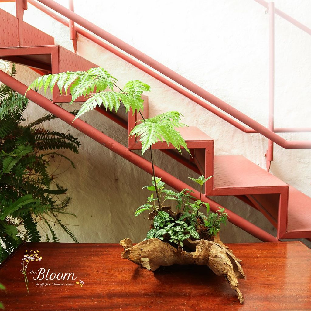 Xanh 25 - Dương xỉ Culi