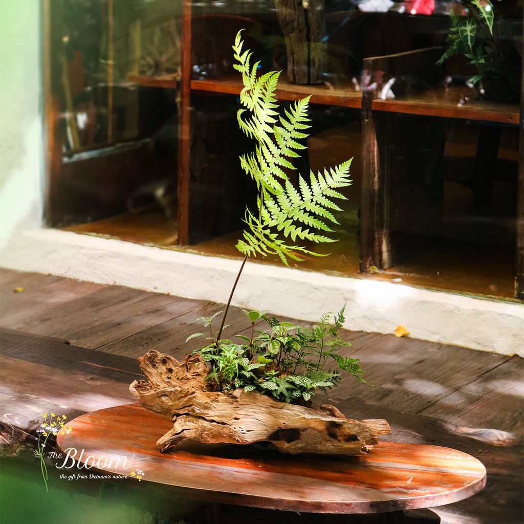 Xanh 28 - Dương xỉ Culi
