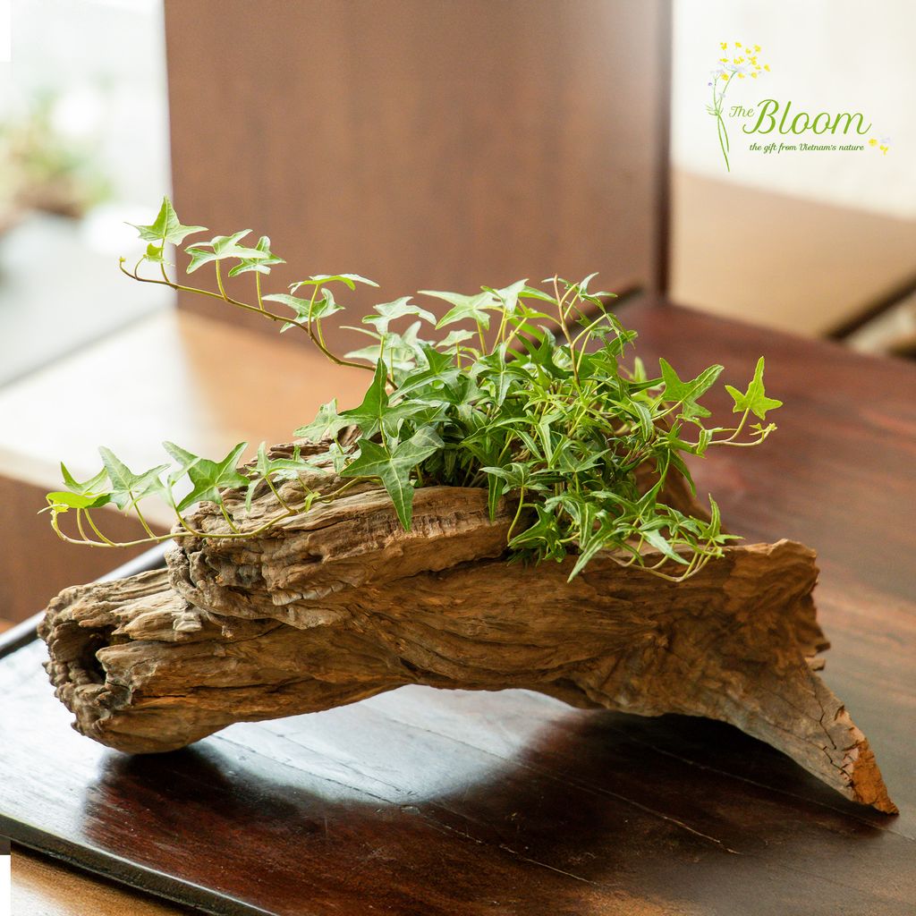 Xanh 2 - Thường Xuân Lá Kim