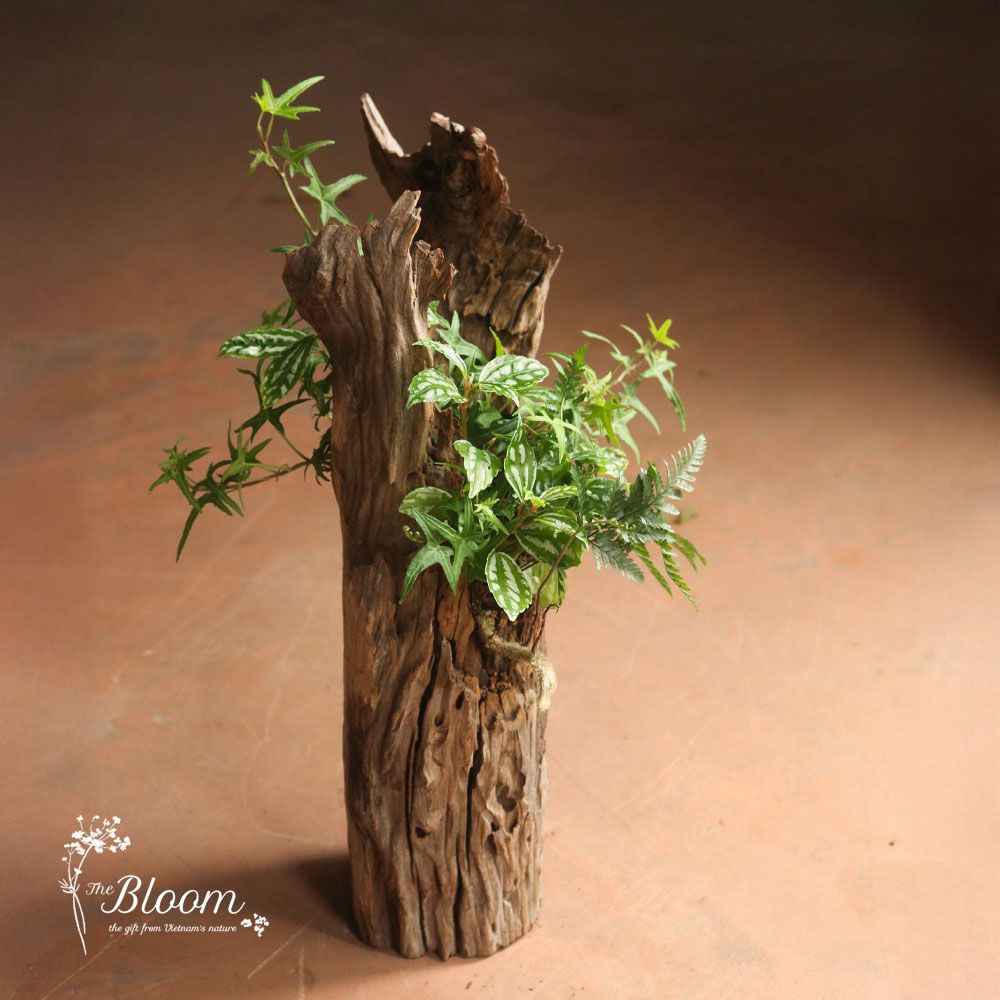 Xanh 3 - Thường Xuân Lá Kim